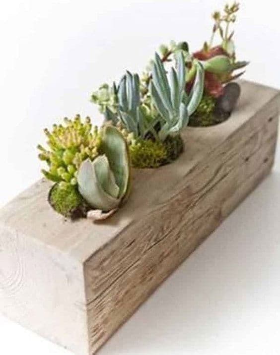 KUZELA  Ahşap Kütük Sukulentlik ve Mumluk
